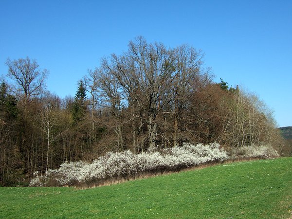bei Altdorf, April 2007